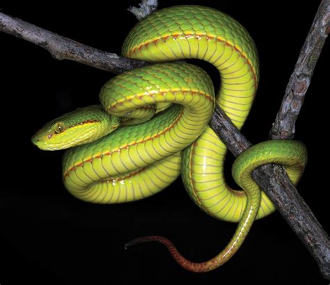 The Future of Pit Vipers: Research and Discoveries in Snake Science