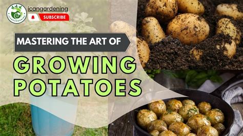 The Future of Potato-based Delights: Innovations and Trends in Savory Spuds