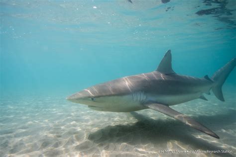 The Future of Shark Research: Technological Advances and Discoveries