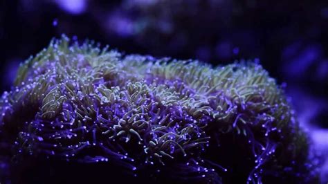 The Generous Nature of Marianella Coral