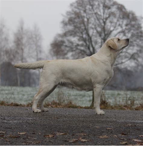 The Genetics of Canine Melodies: Exploring the Role of Breed and Ancestry