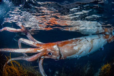 The Gigantic Colossal Squid: An Impressive Predator of the Antarctic Waters