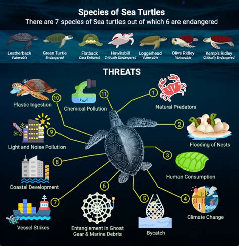 The Global Decline of Sea Turtles