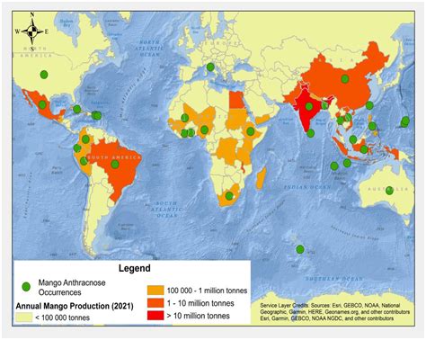 The Global Impact of Mango Production