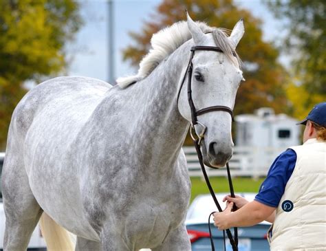 The Grace and Power of Stallions