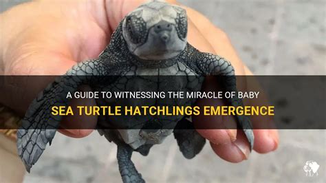 The Great Escape: Witnessing the Miraculous Sea Turtle Hatchlings