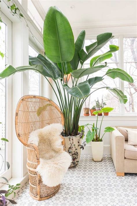 The Growing Popularity of Indoor Plants in Modern Living Spaces