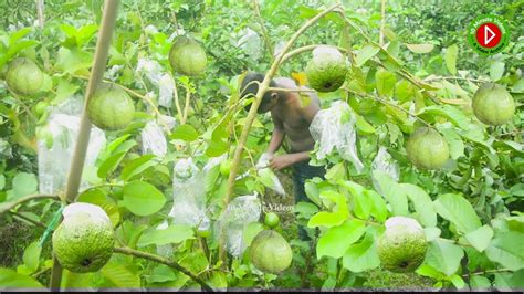 The Guava Experience: Exploring Guava Plantations