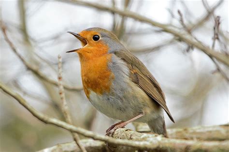 The Guidance of the Redbreast: Interpreting its Presence in Dreams and Everyday Life