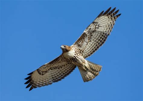 The Hawk's Flight: Symbolism of Freedom and Visionary Perspective