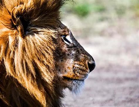 The Hazards and Benefits of Trained King of the Jungle