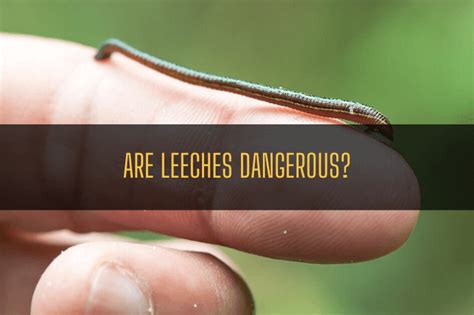 The Hazards of Allowing Leeches to Persist