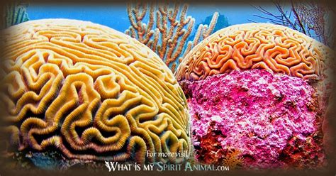 The Healing Energy: Exploring the Symbolic Importance of White Coral in Dreams