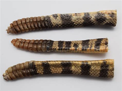 The Healing Power: Rattlesnake Tail in Traditional Medicine