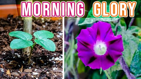 The Healing Power of Morning Glory Flowers: Exploring Their Medicinal Uses and Health Benefits