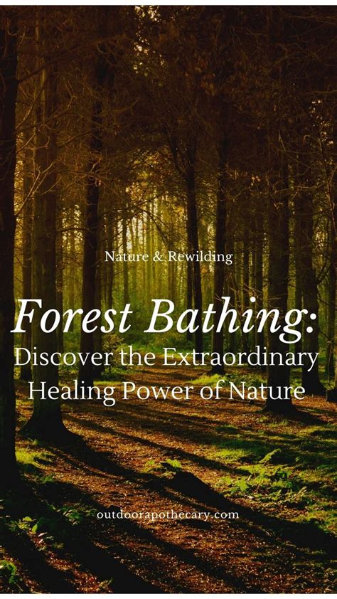 The Healing Power of Nature: Exploring the Benefits of Forest Therapy