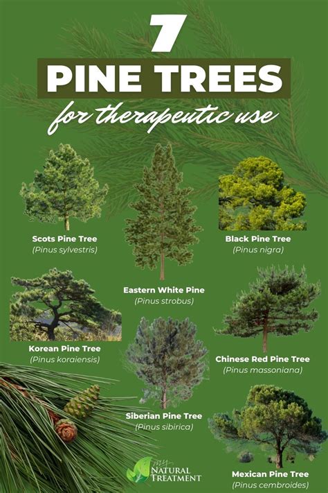 The Healing Power of Pine Trees: Exploring their Therapeutic Benefits