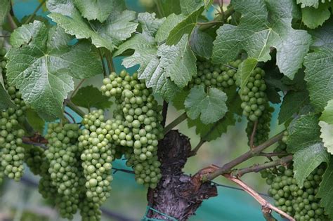 The Healing Properties of Grapevine Foliage: Traditional and Contemporary Applications