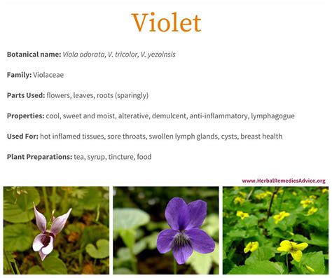 The Healing Properties of Violet: A Journey to Inner Balance