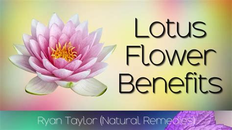 The Healing Properties of the Sacred Lotus: Traditional and Modern Uses