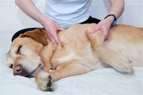 The Healing Touch: The Role of Compassion in a Canine's Redemption