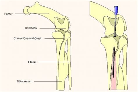 The Healing and Therapeutic Aspects of Avian Reveries