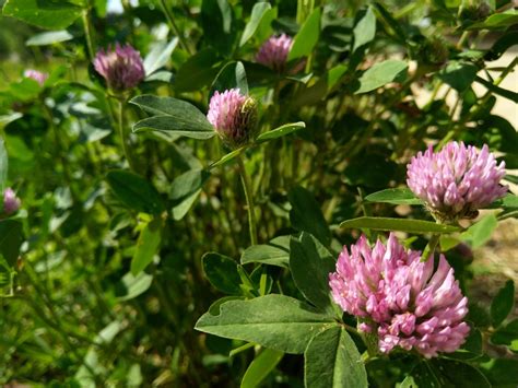 The Healing and Therapeutic Properties of Crimson Clover