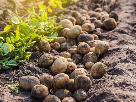 The Health Benefits of Including Freshly Harvested New Potatoes in Your Diet