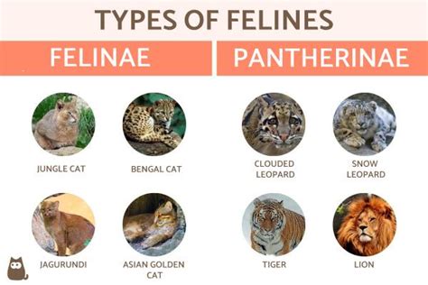The Height Variations Among Different Species of Felines