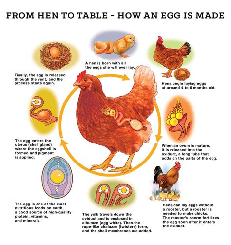 The Hen as a Sign of Productivity and Abundance