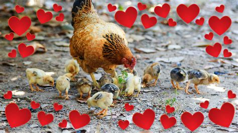 The Hen as a Symbol of Protection and Maternal Affection