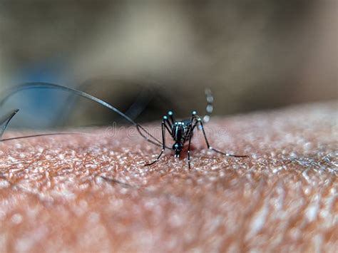 The Hidden Dangers of Mosquitoes: Beyond Irritating Bites