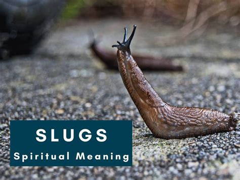 The Hidden Meanings Behind Dreaming of Lifeless Slugs