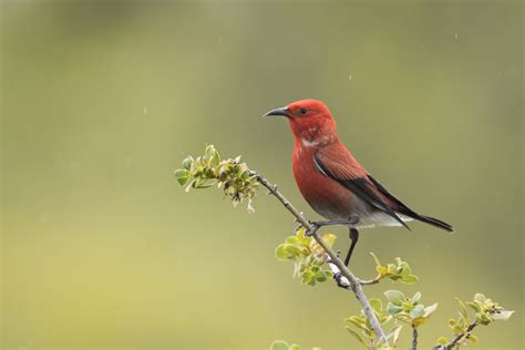 The Hidden Meanings Behind Encountering a Red-Breasted Bird Inside Your Dwelling