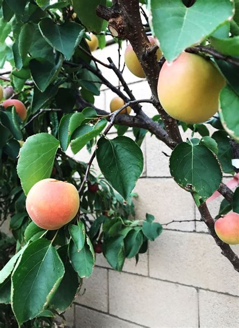 The Hidden Meanings and Significance Behind a Luscious Harvest Stone Fruit