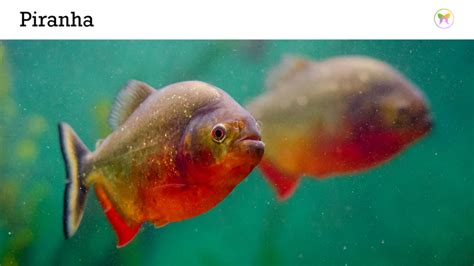 The Hidden Messages and Cautionary Signs of Piranha Dream Encounters