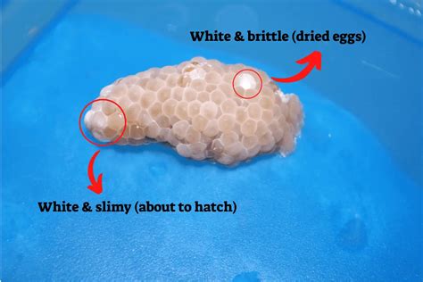 The Hidden Messages and Lessons Revealed through the Enigmatic World of Snail Eggs