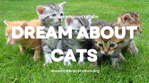 The Hidden Messages in Dreams of Stray Cats: Decoding the Subconscious