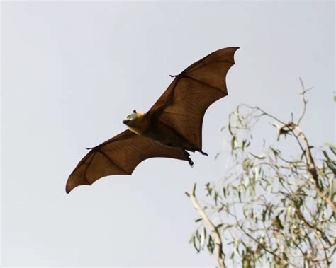 The Hidden Realm of Bat Communication