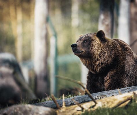 The Hidden Significance: Unveiling the Symbolism of Engaging with a Grizzly in One's Dreams