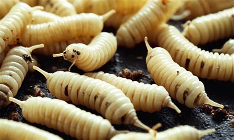 The Hidden Significance of Maggot Infested Nightmares