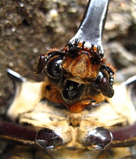 The Hidden Symbolism Behind Nightmares of Terrifying Insects