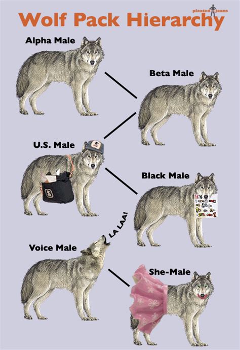 The Hierarchy of Alpha Wolves