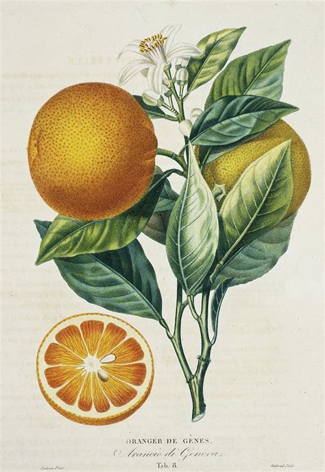 The Historical Origins of Citrus sinensis