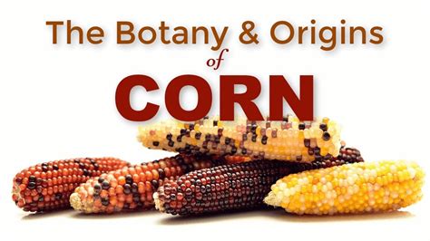 The Historical Origins of the Pale Maize: Unraveling the Enigmatic Past of the Nutrient-rich Delight