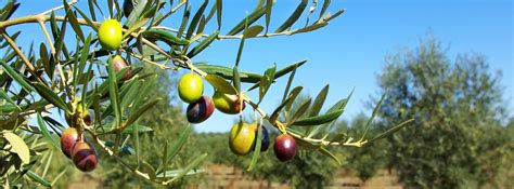 The Historical Significance and Cultural Importance of Olive Trees