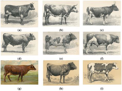 The Historical Significance of Cattle in Mythology and Folklore