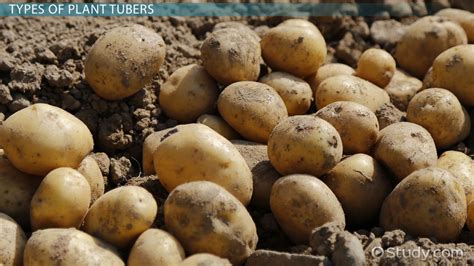 The Historical Significance of Consumption of Uncooked Tubers: An Exploration into an Unconventional Practice