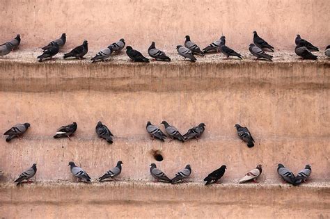 The Historical Significance of Doves Over the Centuries