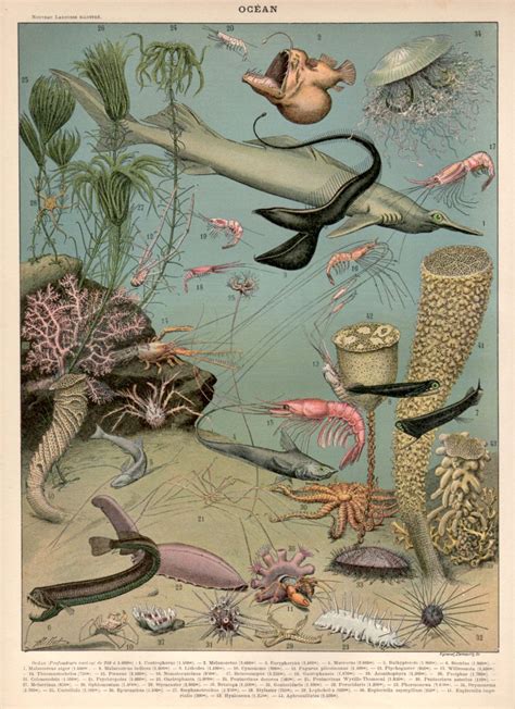 The Historical Significance of Vintage Aquatic Organisms